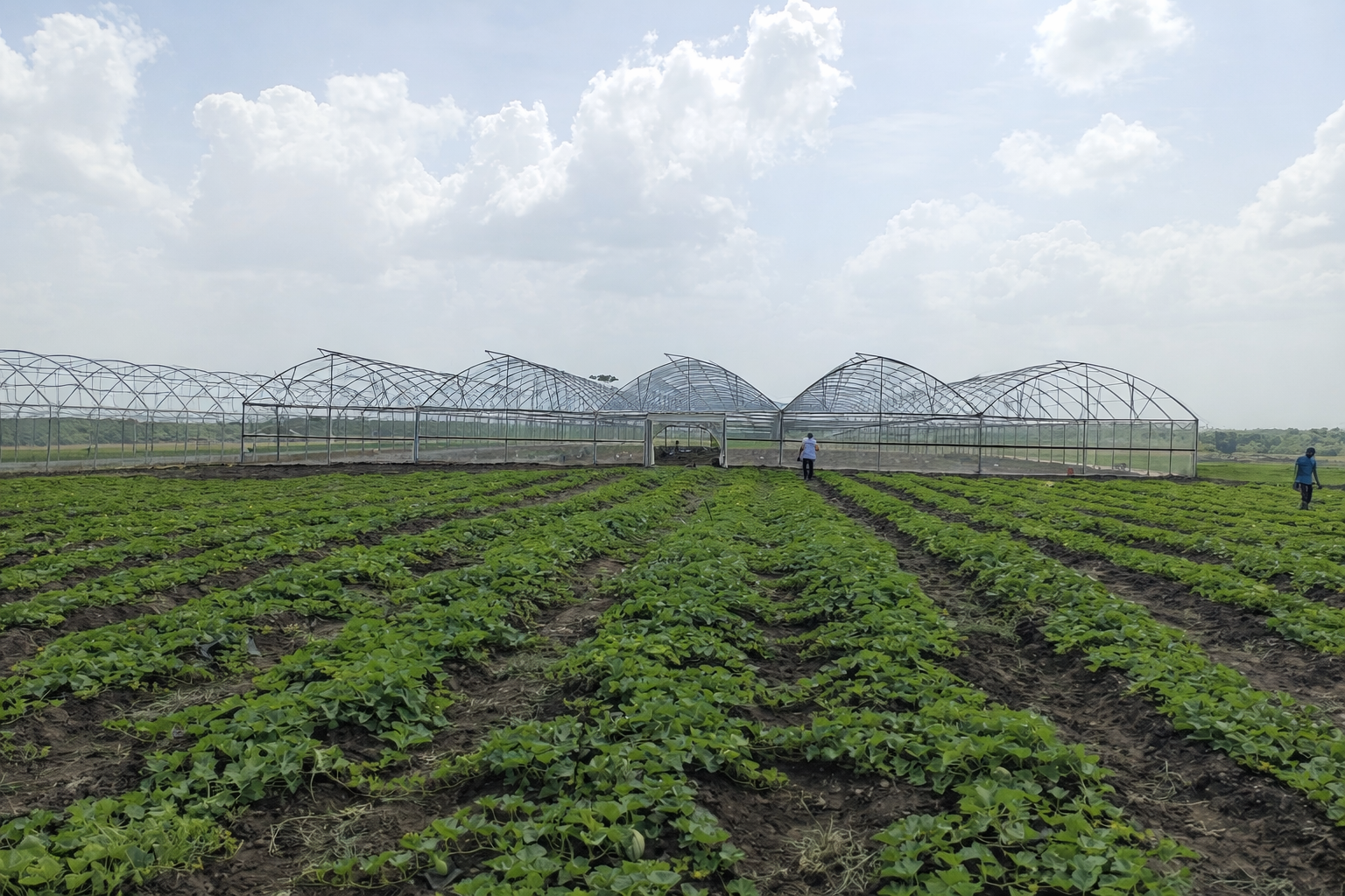 Armature de serre multichapelle dent de scie 5000m²